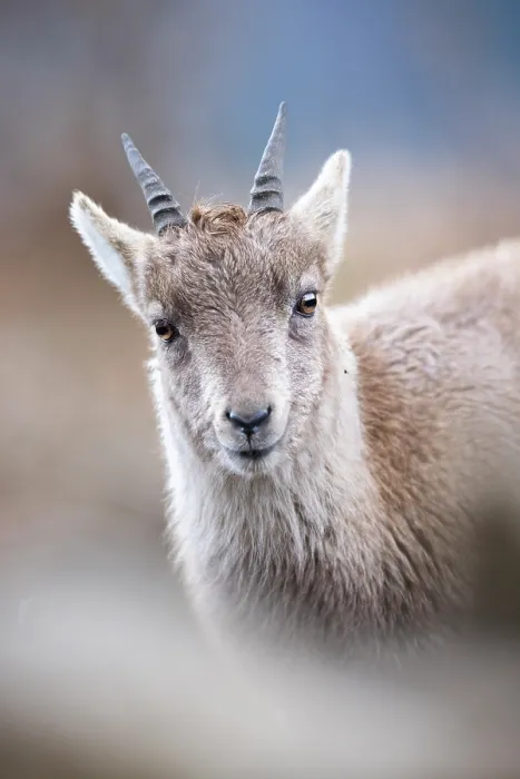 Framed Print : Alpine ibex (Capra ibex) fawn, portrait, Switzerland. February Framed Print : Alpine ibex (Capra ibex) fawn, portrait, Switzerland. February