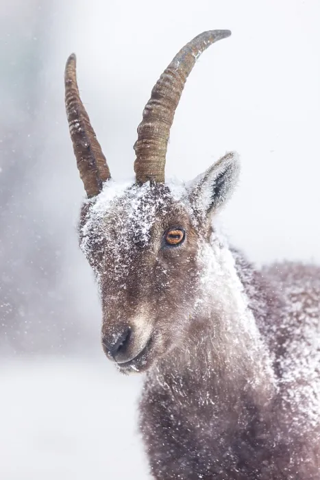 Framed Print : Alpine ibex (Capra ibex) female, covered in snow, head portrait, Alps, Switzerland. January Framed Print : Alpine ibex (Capra ibex) female, covered in snow, head portrait, Alps, Switzerland. January