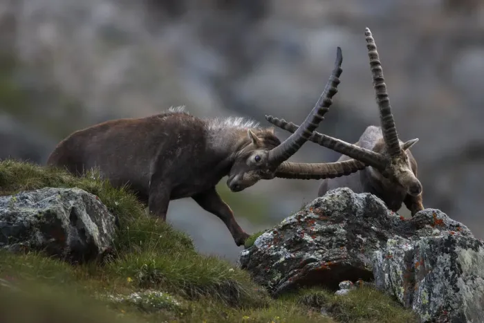 Framed Print : Alpine ibex (Capra ibex ibex) fighting, Hohe Tauern National Park, Austria, July 2008