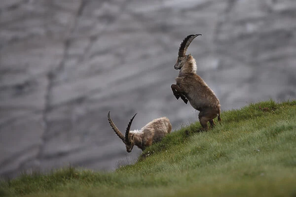 Alpine ibex (Capra ibex ibex) fighting in front of a glacier, Hohe Tauern National Park