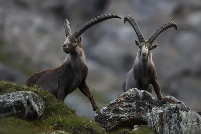 Framed Print : Two Alpine ibex (Capra ibex ibex) Hohe Tauern National Park, Austria, July 2008 Framed Print : Two Alpine ibex (Capra ibex ibex) Hohe Tauern National Park, Austria, July 2008