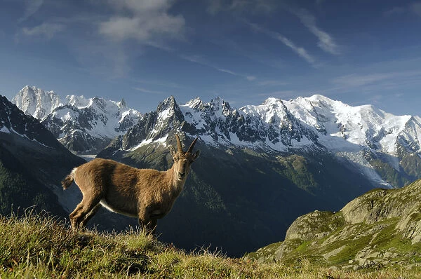 Alpine ibex (Capra ibex ibex) in front of the Mont Blanc massif, seen from the Aiguilles Rouges