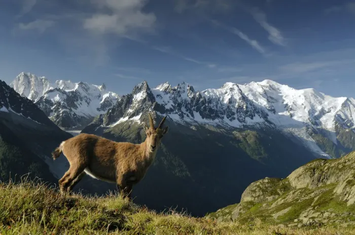 Framed Print : Alpine ibex (Capra ibex ibex) in front of the Mont Blanc massif, seen from the Aiguilles Rouges Framed Print : Alpine ibex (Capra ibex ibex) in front of the Mont Blanc massif, seen from the Aiguilles Rouges