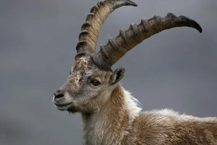 Framed Print : Alpine ibex (Capra ibex ibex) portrait, Hohe Tauern National Park, Austria, July 2008 Framed Print : Alpine ibex (Capra ibex ibex) portrait, Hohe Tauern National Park, Austria, July 2008
