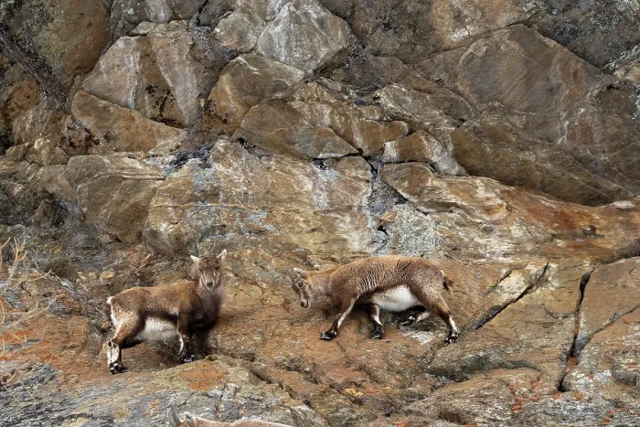 Framed Print : Two Alpine ibex (Capra ibex) juveniles standing on a steep rocky slope, Gran Paradiso National Park, Aosta Valley, Alps, Italy. March Framed Print : Two Alpine ibex (Capra ibex) juveniles standing on a steep rocky slope, Gran Paradiso National Park, Aosta Valley, Alps, Italy. March