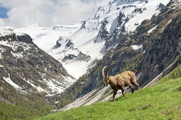 Alpine Ibex (Capra ibex) in its landscape, Valsavarenche, Gran Paradiso national park, Aosta Valley, Italy, May