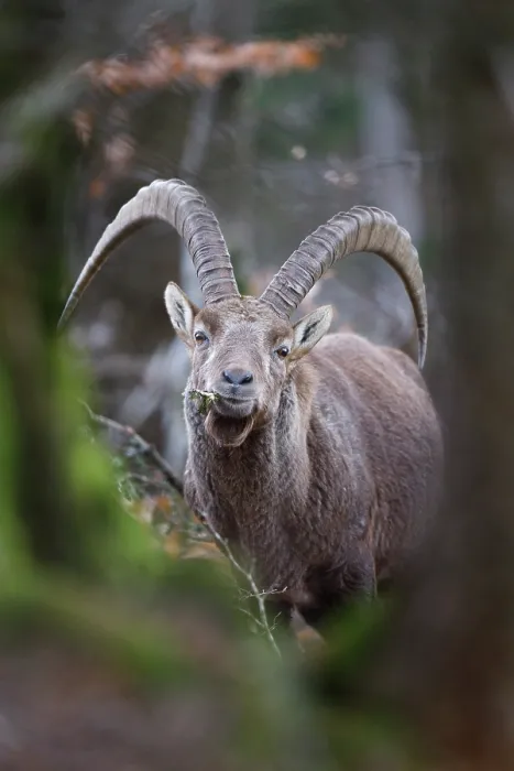 Framed Print : Alpine ibex (Capra ibex) male, feeding in forest, Alps, Switzerland. January