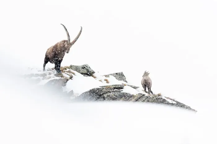 Framed Print : Alpine ibex (Capra ibex) male, with kid on mountain ridge in heavy winter snowfall, Valsavarenche, Gran Paradiso National Park, Italy. January. BioPhoto International Nature Photography Competition 2022 Finalist Framed Print : Alpine ibex (Capra ibex) male, with kid on mountain ridge in heavy winter snowfall, Valsavarenche, Gran Paradiso National Park, Italy. January. BioPhoto International Nature Photography Competition 2022 Finalist