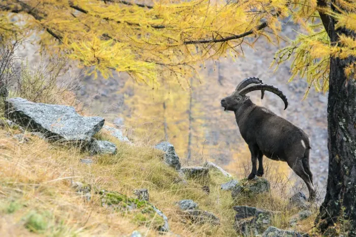 Framed Print : Alpine ibex (Capra ibex) on a mountain side in autumn with European larch tree (Larix Framed Print : Alpine ibex (Capra ibex) on a mountain side in autumn with European larch tree (Larix