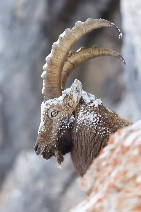 Framed Print : Alpine ibex (Capra ibex) on snow-covered mountainside, head portrait, Alps, Switzerland. January Framed Print : Alpine ibex (Capra ibex) on snow-covered mountainside, head portrait, Alps, Switzerland. January