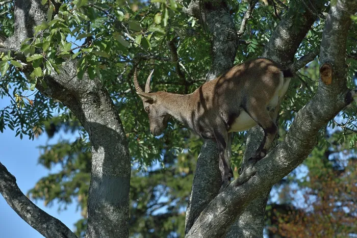 Framed Print : Alpine ibex (Capra ibex) standing in tree, looking down, Jura, Switzerland. September
