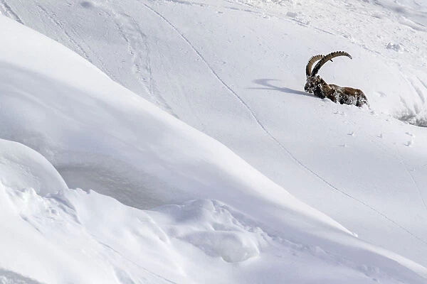 Alpine ibex (Capra ibex) struggling in deep snow on a steep slope, Valsavarenche