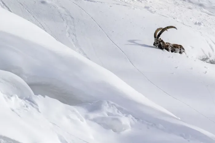 Framed Print : Alpine ibex (Capra ibex) struggling in deep snow on a steep slope, Valsavarenche Framed Print : Alpine ibex (Capra ibex) struggling in deep snow on a steep slope, Valsavarenche