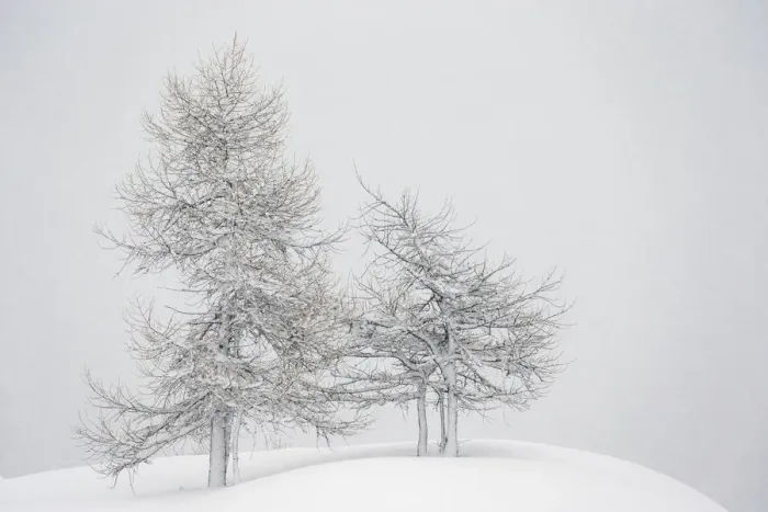Framed Print : Alpine landscape with snow covered trees. Gran Paradiso National Park, Italy, January Framed Print : Alpine landscape with snow covered trees. Gran Paradiso National Park, Italy, January