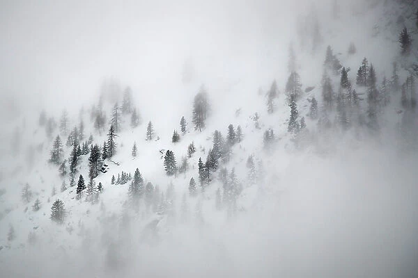 Alpine landscape with snow covered trees and clouds, Gran Paradiso National Park, Italy, March