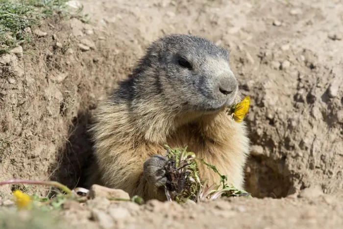 Framed Print : Alpine Marmot (Marmota marmota) eating Dandelion, Alpes de Hautes Provence, France Framed Print : Alpine Marmot (Marmota marmota) eating Dandelion, Alpes de Hautes Provence, France