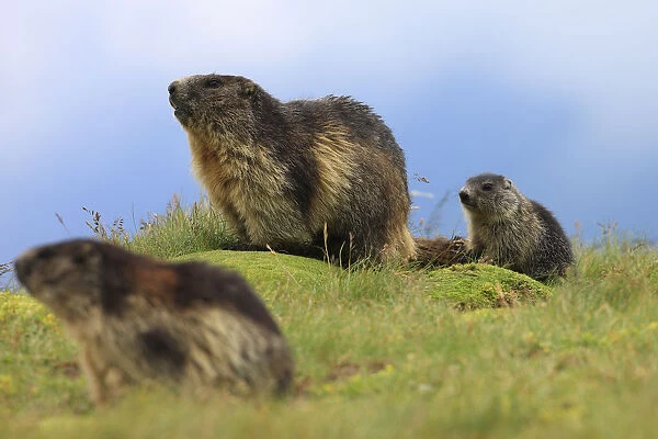 Alpine marmot (Marmota marmota) family, adults and cub, Hohe Tauern National Park