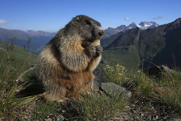 Alpine marmot (Marmota marmota) feeding, Hohe Tauern National Park, Austria, July 2008