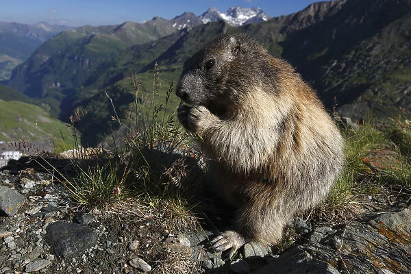Alpine marmot (Marmota marmota) feeding, Hohe Tauern National Park, Austria, July 2008