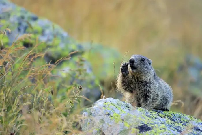 Framed Print : Alpine marmot (Marmota marmota) feeding, Andorra, July Framed Print : Alpine marmot (Marmota marmota) feeding, Andorra, July