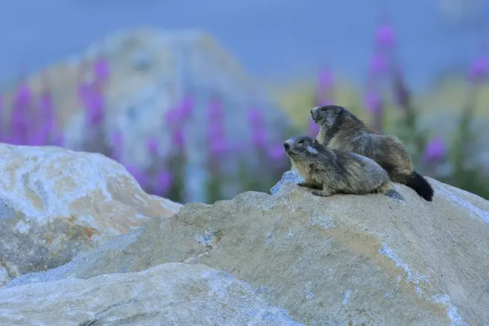 Framed Print : Alpine marmot (Marmota marmota) two on a rock, Andorra, July Framed Print : Alpine marmot (Marmota marmota) two on a rock, Andorra, July