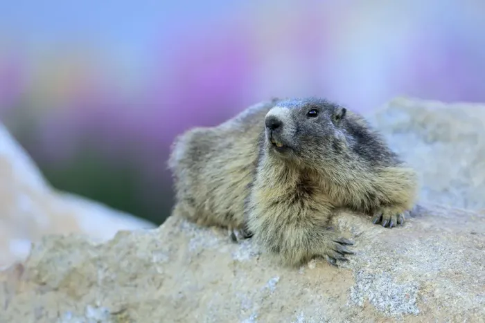Framed Print : Alpine marmot (Marmota marmota) on a rock, Andorra, July Framed Print : Alpine marmot (Marmota marmota) on a rock, Andorra, July