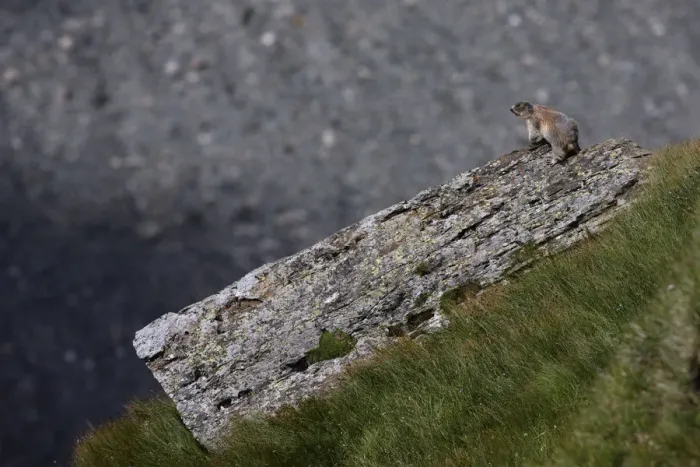 Framed Print : Alpine marmot (Marmota marmota) warming up on a rock, Hohe Tauern National Park, Austria Framed Print : Alpine marmot (Marmota marmota) warming up on a rock, Hohe Tauern National Park, Austria