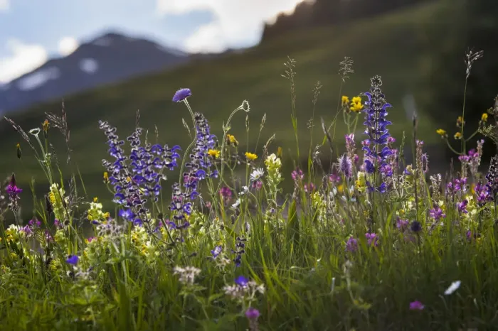 Framed Print : Alpine meadow in flower including Scabious flowers. Austrian Alps at 1700 metres altitude Framed Print : Alpine meadow in flower including Scabious flowers. Austrian Alps at 1700 metres altitude