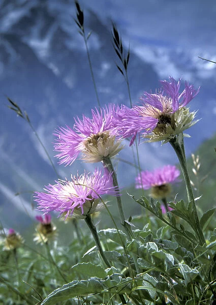 Alpine meadows with Caucasian scabious (Scabiosa caucasica) in Bezengi gorge, July, 3000m