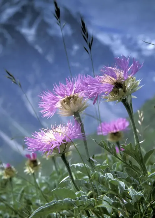 Framed Print : Alpine meadows with Caucasian scabious (Scabiosa caucasica) in Bezengi gorge, July, 3000m Framed Print : Alpine meadows with Caucasian scabious (Scabiosa caucasica) in Bezengi gorge, July, 3000m