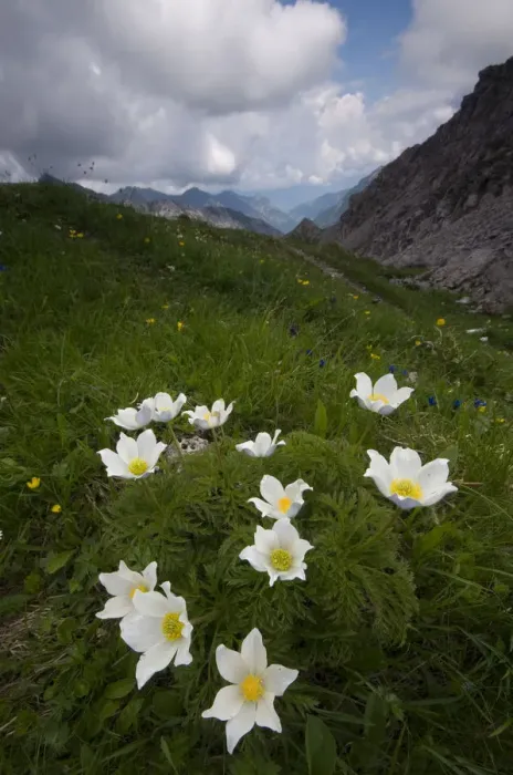 Framed Print : Alpine pasqueflowers (Pulsatilla alpina) in flower, Liechtenstein, June 2009 Framed Print : Alpine pasqueflowers (Pulsatilla alpina) in flower, Liechtenstein, June 2009