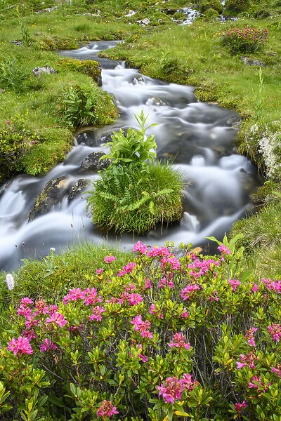 Alpine rose (Rhododendron ferrugineum) flowering beside mountain stream. North Tyrol, Austria