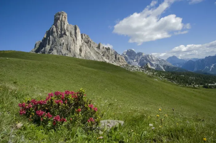 Framed Print : Alpine rose (Rhododendron ferrugineum) in montane grassland above treeline Framed Print : Alpine rose (Rhododendron ferrugineum) in montane grassland above treeline