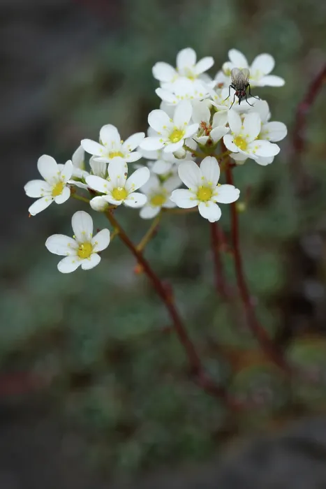 Framed Print : Alpine saxifrage (Saxifraga paniculata) in flower, Pyrenees, Spain. June Framed Print : Alpine saxifrage (Saxifraga paniculata) in flower, Pyrenees, Spain. June