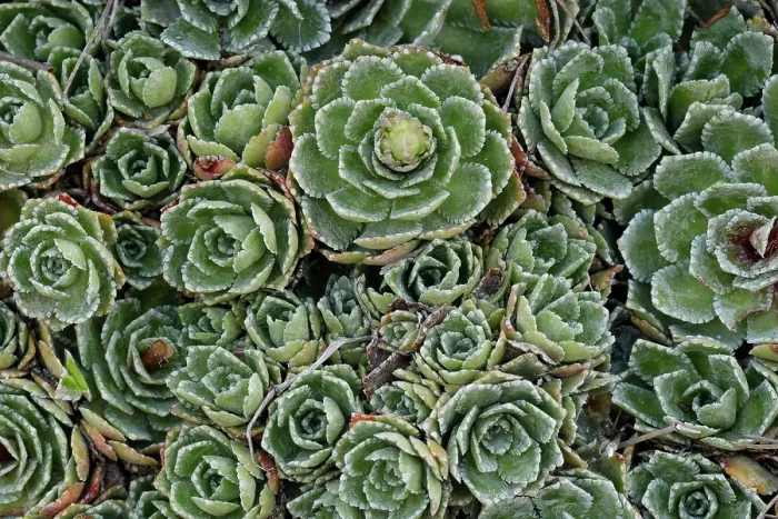 Framed Print : Alpine saxifrage (Saxifraga paniculata) leaves detail, Pyrenees, Spain. June Framed Print : Alpine saxifrage (Saxifraga paniculata) leaves detail, Pyrenees, Spain. June