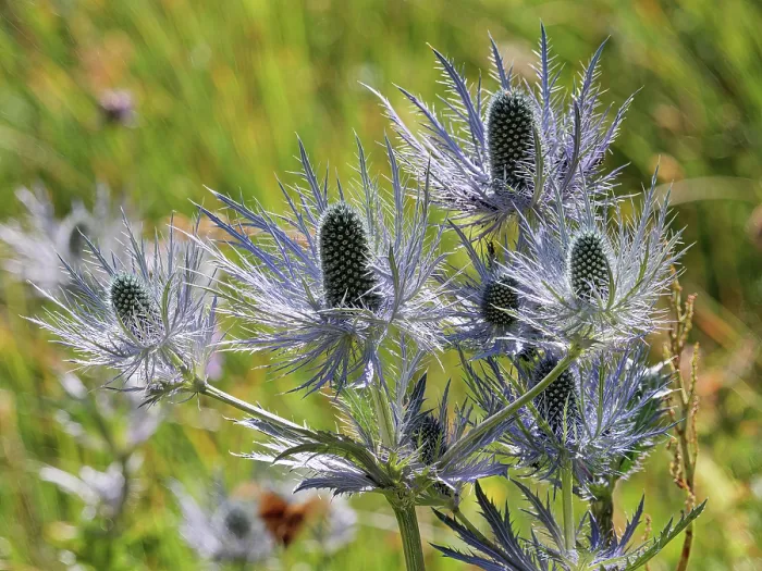 Framed Print : Alpine sea holly (Eryngium alpinum) in flower, Hautes-Alpes, France. July Framed Print : Alpine sea holly (Eryngium alpinum) in flower, Hautes-Alpes, France. July