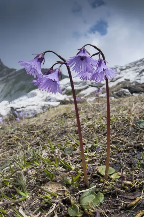Framed Print : Alpine Snowbell (Soldanella alpina) in flower, above Madoona di Campiglio, Brenta Dolomites Framed Print : Alpine Snowbell (Soldanella alpina) in flower, above Madoona di Campiglio, Brenta Dolomites