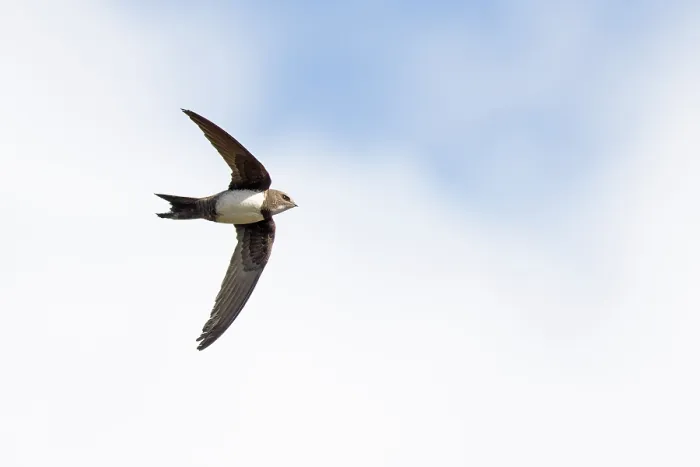 Framed Print : Alpine swift (Tachymarptis melba) in flight, Cromer, Norfolk, UK. March Framed Print : Alpine swift (Tachymarptis melba) in flight, Cromer, Norfolk, UK. March
