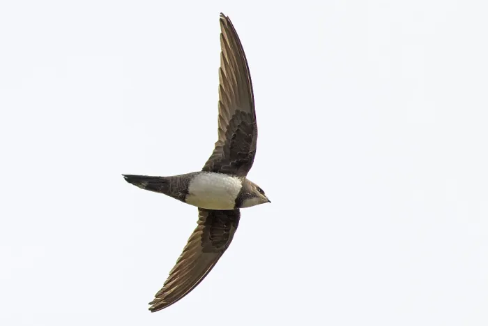 Framed Print : Alpine swift (Tachymarptis melba) in flight, Cromer, Norfolk, UK. March Framed Print : Alpine swift (Tachymarptis melba) in flight, Cromer, Norfolk, UK. March