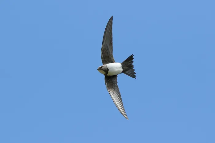 Framed Print : Alpine swift (Tachymarptis melba) in flight against blue sky, La Rioja, Spain. April Framed Print : Alpine swift (Tachymarptis melba) in flight against blue sky, La Rioja, Spain. April