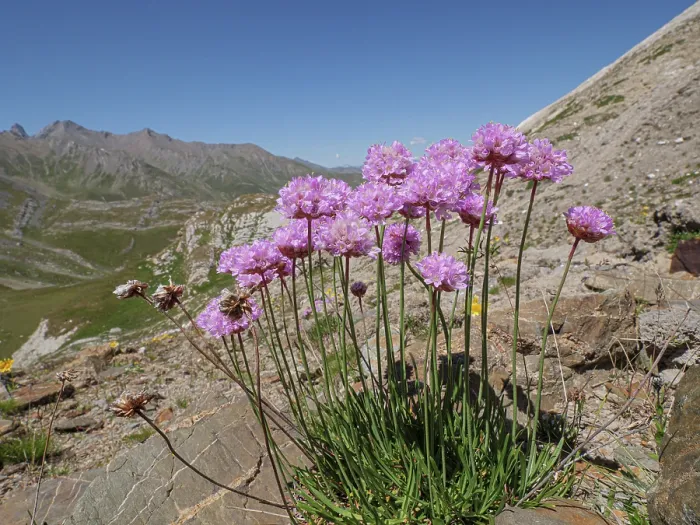 Framed Print : Alpine thrift (Armeria alpina) in flower on mountainside, Col du Galibier, Hautes-Alpes, France. July Framed Print : Alpine thrift (Armeria alpina) in flower on mountainside, Col du Galibier, Hautes-Alpes, France. July
