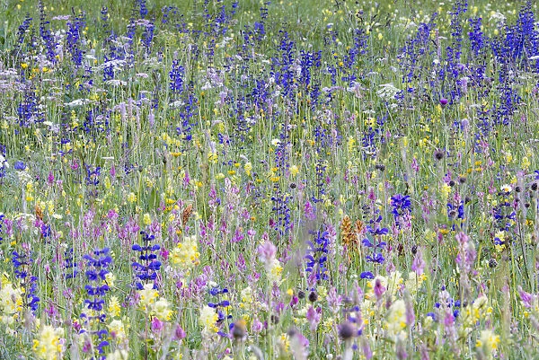 Alpine Wildflower meadow, a diversity of species including Meadow clary (Salvia pratensis)