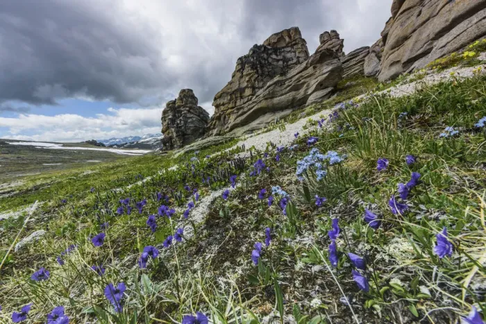 Framed Print : Altai pansy (Viola altaica) Valley of Petrified Clouds. Altai Republic, Russia Framed Print : Altai pansy (Viola altaica) Valley of Petrified Clouds. Altai Republic, Russia
