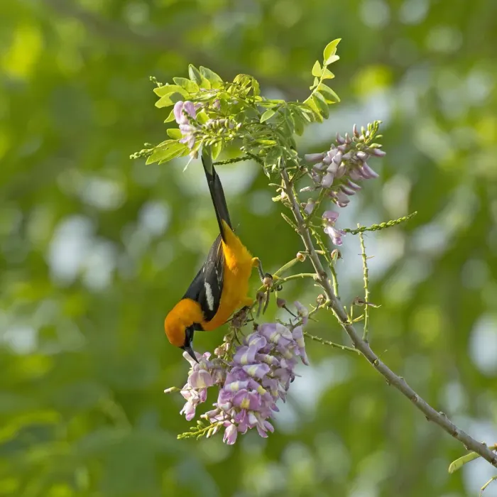 Framed Print : Altamira oriole (Icterus gularis) nectaring on Quickstick / Mother of cocoa tree Framed Print : Altamira oriole (Icterus gularis) nectaring on Quickstick / Mother of cocoa tree