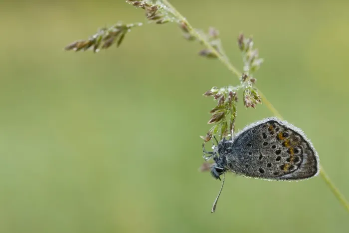 Framed Print : Amandas blue (Polyommatus amandus) on grass seed, Nuglasica area, Northern part Framed Print : Amandas blue (Polyommatus amandus) on grass seed, Nuglasica area, Northern part
