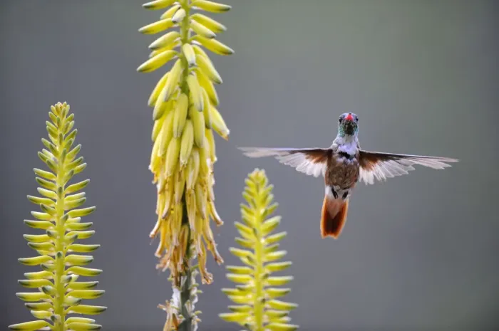 Framed Print : Amazilia hummingbird (Amazilia amazilia) flying to Agave flower to feed on it, Chaparri Framed Print : Amazilia hummingbird (Amazilia amazilia) flying to Agave flower to feed on it, Chaparri