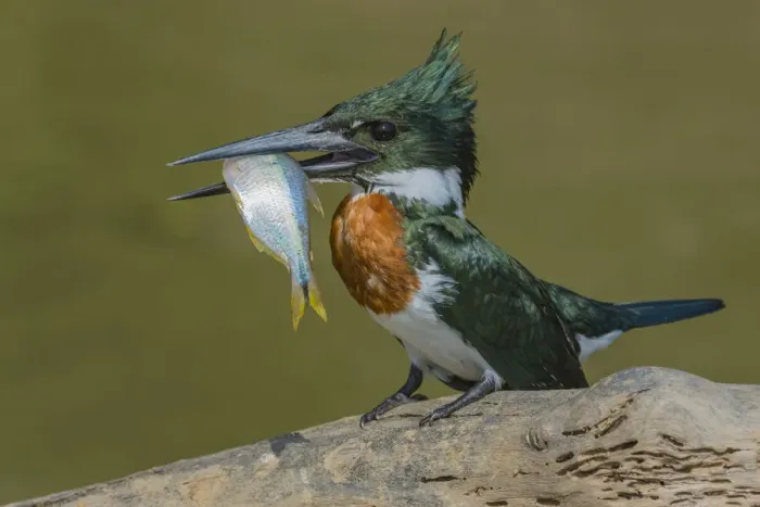 Framed Print : Amazon kingfisher (Chloroceryle amazona) with fish, Cuiaba, Pantanal Matogrossense National Park Framed Print : Amazon kingfisher (Chloroceryle amazona) with fish, Cuiaba, Pantanal Matogrossense National Park