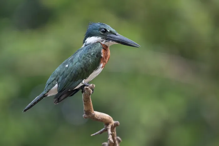Framed Print : Amazon kingfisher (Chloroceryle amazona) male, perched on branch, Pampas del Yacuma, El Beni, Bolivia Framed Print : Amazon kingfisher (Chloroceryle amazona) male, perched on branch, Pampas del Yacuma, El Beni, Bolivia