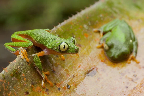 Amazon leaf frogs (Agalychnis hulli) perched on a bromeliad. Arajuno, Pastaza, Ecuador