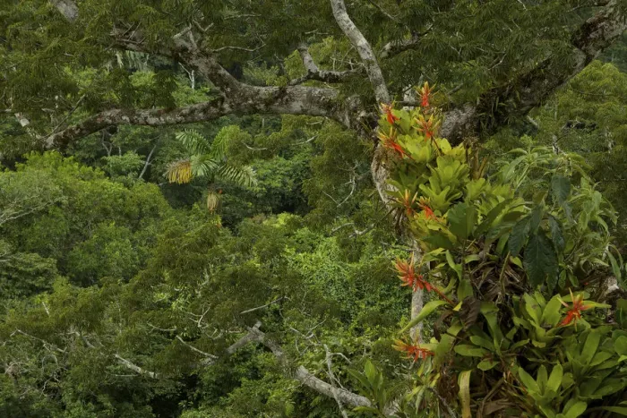 Framed Print : Amazon rainforest canopy view with flowering Bromeliad epiphytes growing on a branch Framed Print : Amazon rainforest canopy view with flowering Bromeliad epiphytes growing on a branch